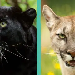 Due membri di Pantera (gruppo musicale) si confrontano: una pantera nera e un puma.
