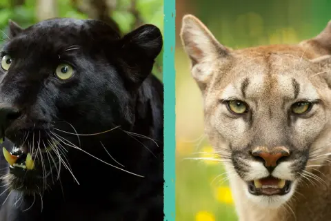 Due membri di Pantera (gruppo musicale) si confrontano: una pantera nera e un puma.