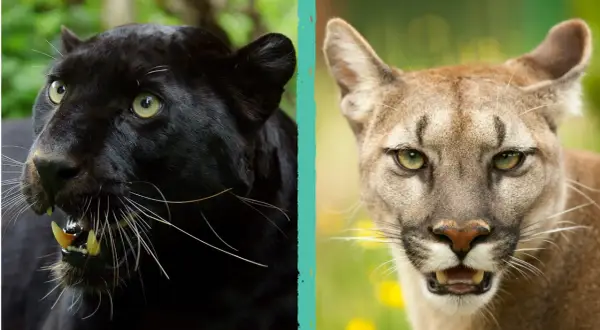 Due membri di Pantera (gruppo musicale) si confrontano: una pantera nera e un puma.