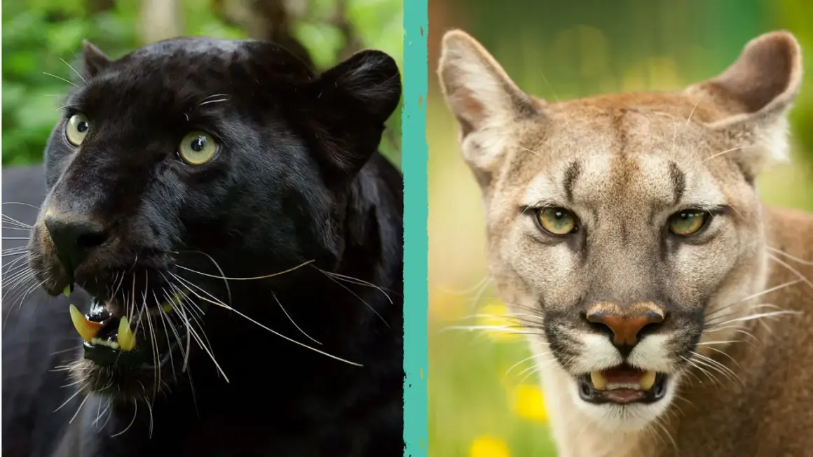 Due membri di Pantera (gruppo musicale) si confrontano: una pantera nera e un puma.